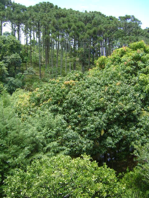 Chácara em Bragança Paulista/São Paulo — Ref DOL26O — Imagem 5