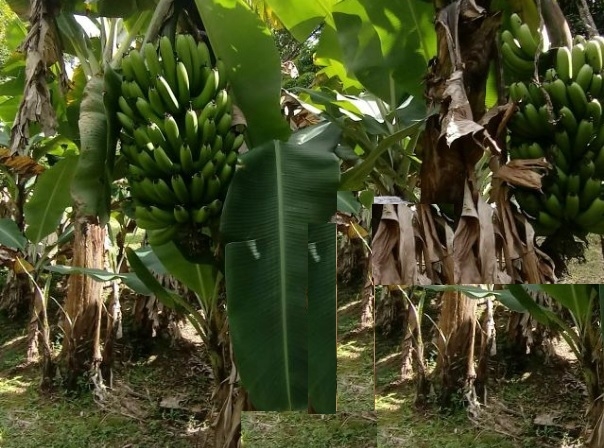 Chácara em Mairiporã/São Paulo — Ref Z4HCL8 — Imagem 3