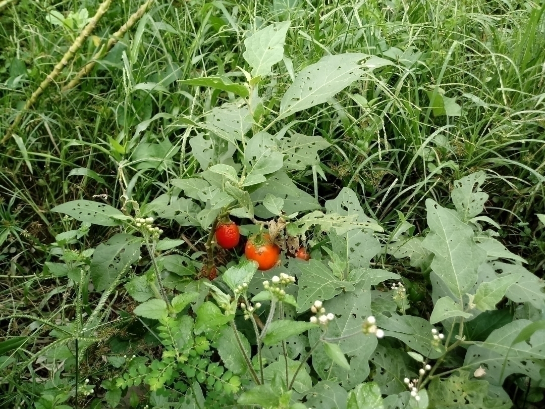 Chácara em Mairiporã/São Paulo — Ref MU4XFO — Imagem 37