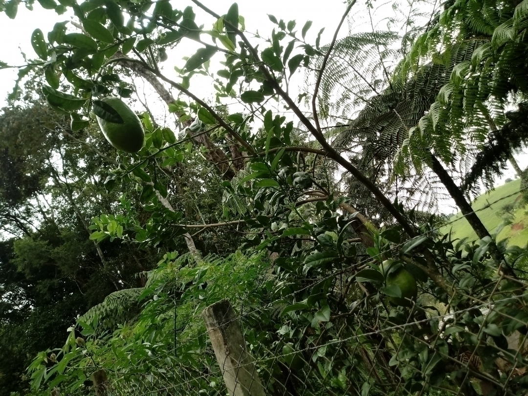 Chácara em Mairiporã/São Paulo — Ref MU4XFO — Imagem 40