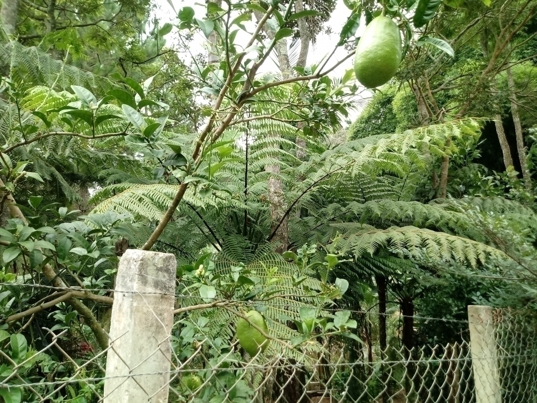 Chácara em Mairiporã/São Paulo — Ref MU4XFO — Imagem 42
