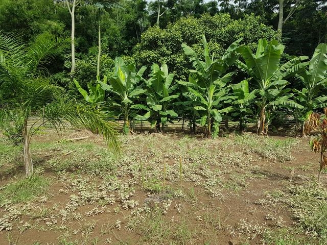 Chácara em Piracaia/São Paulo — Ref WSX4UL — Imagem 2