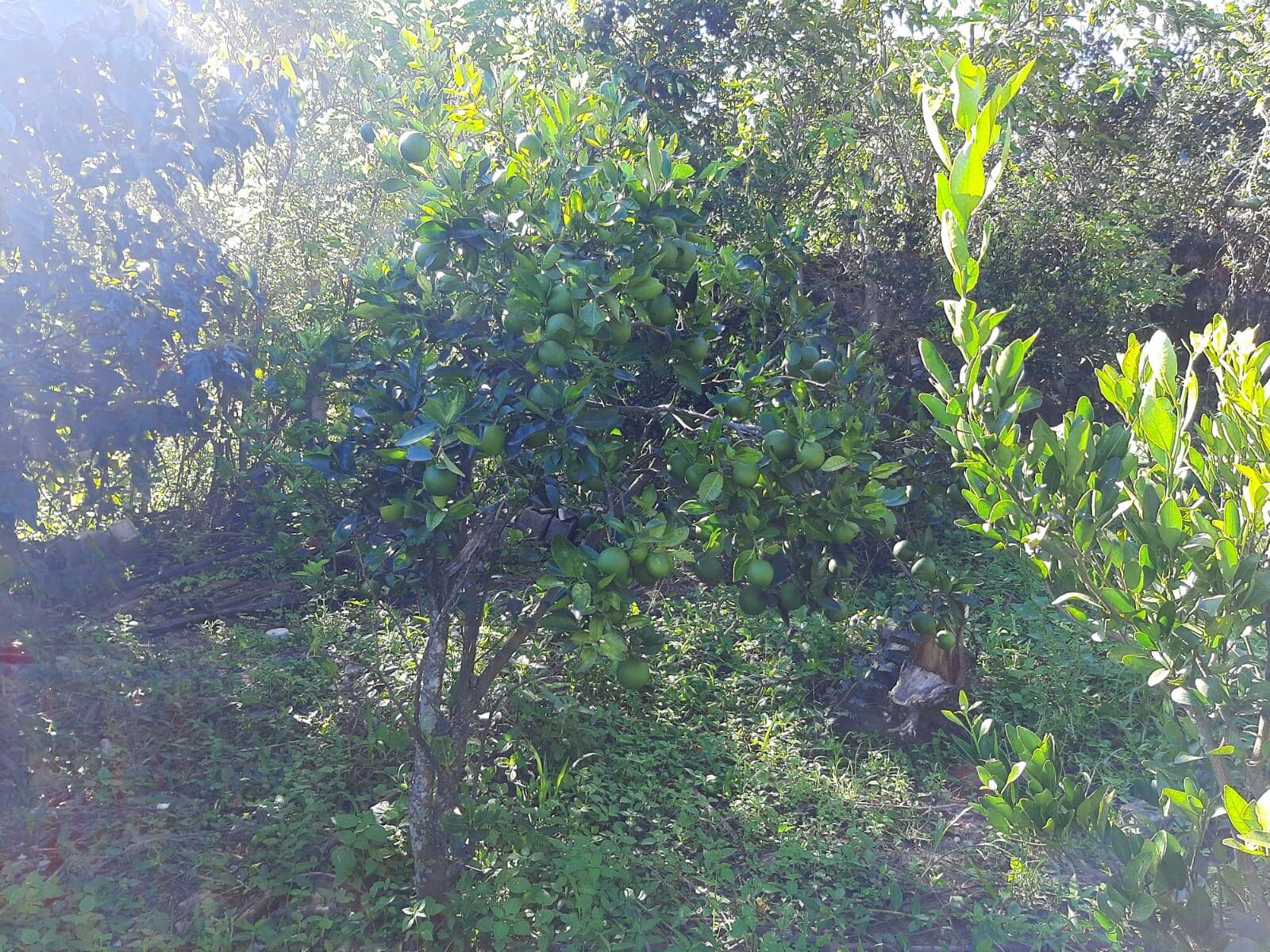 Chácara em Atibaia/São Paulo — Ref 99LXAX — Imagem 13