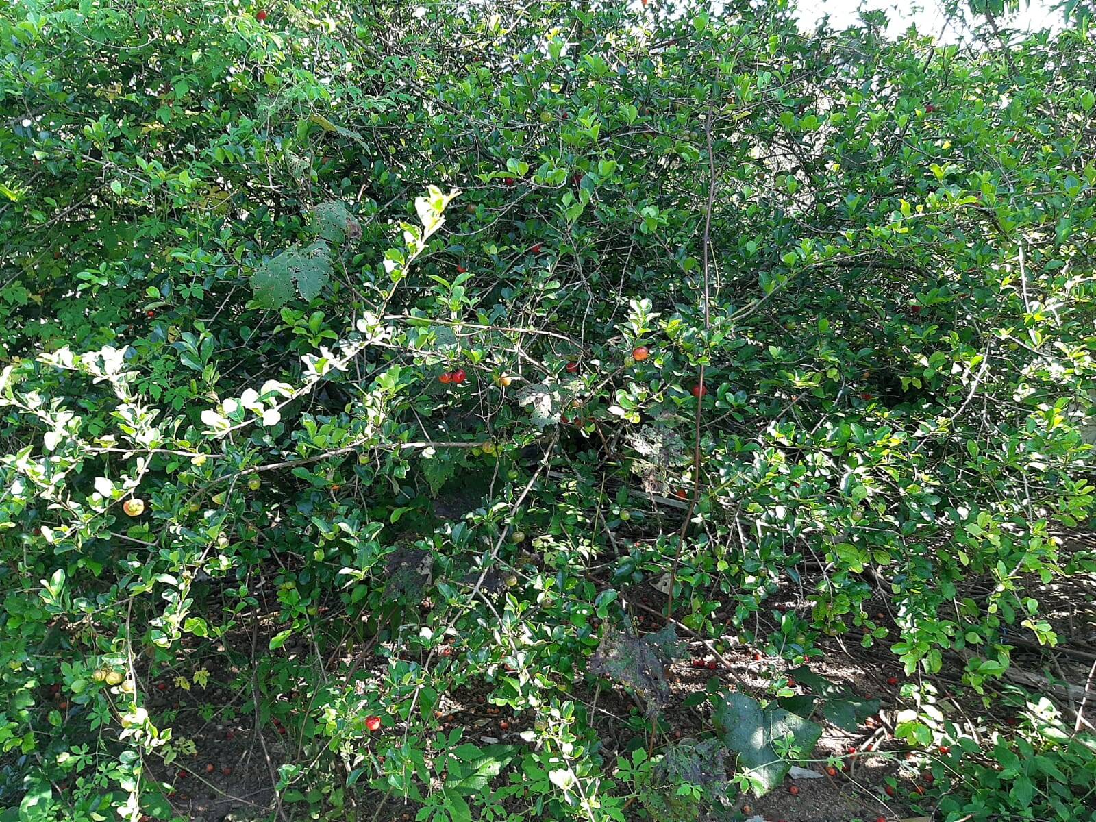 Chácara em Atibaia/São Paulo — Ref 99LXAX — Imagem 12