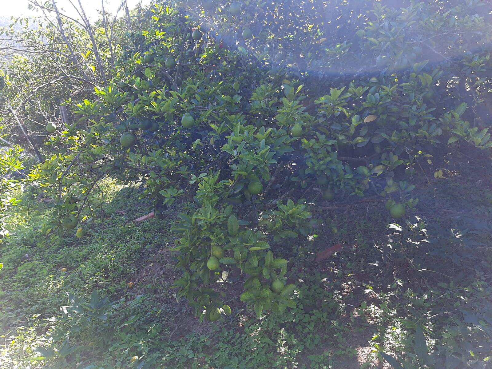 Chácara em Atibaia/São Paulo — Ref 99LXAX — Imagem 21