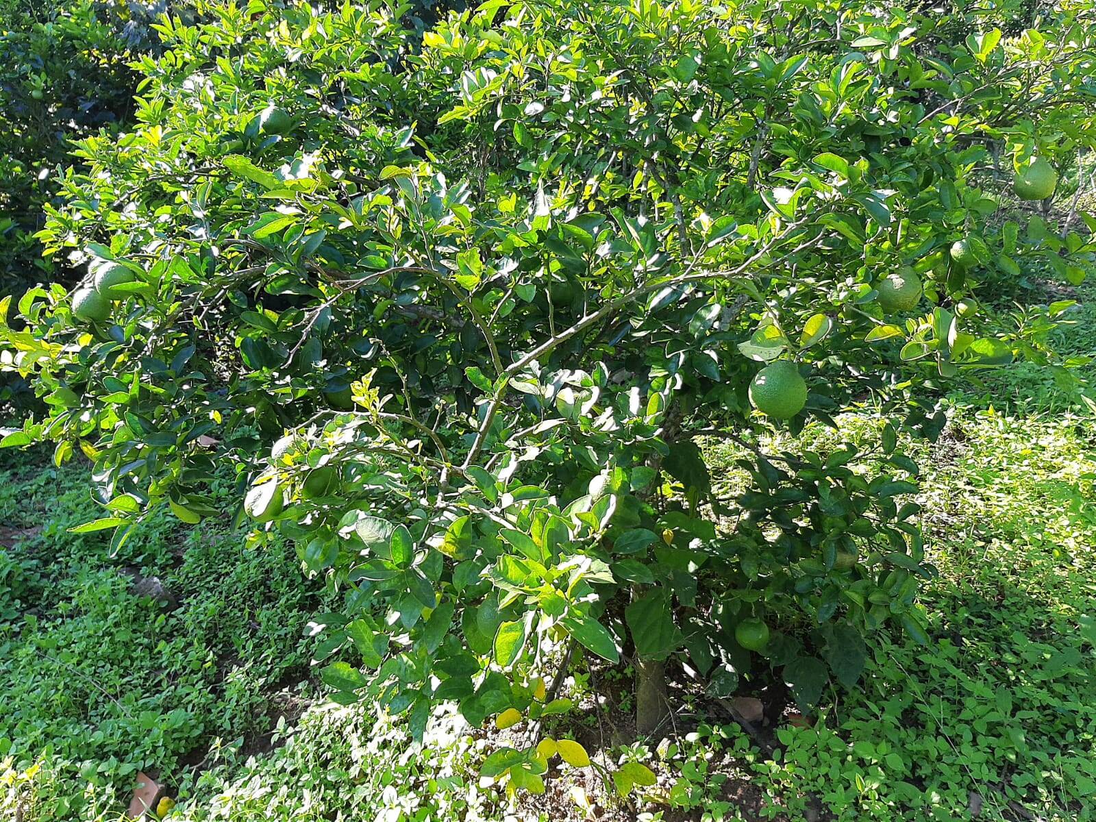 Chácara em Atibaia/São Paulo — Ref 99LXAX — Imagem 24