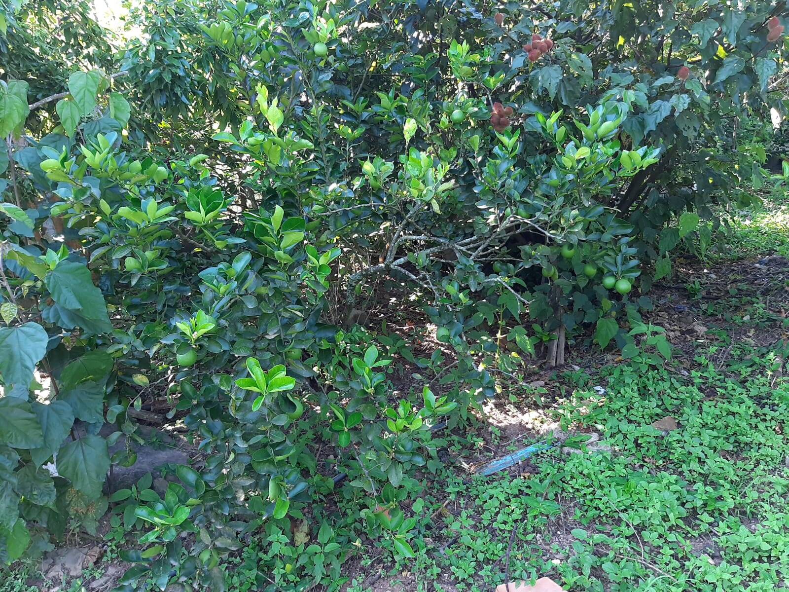 Chácara em Atibaia/São Paulo — Ref 99LXAX — Imagem 25