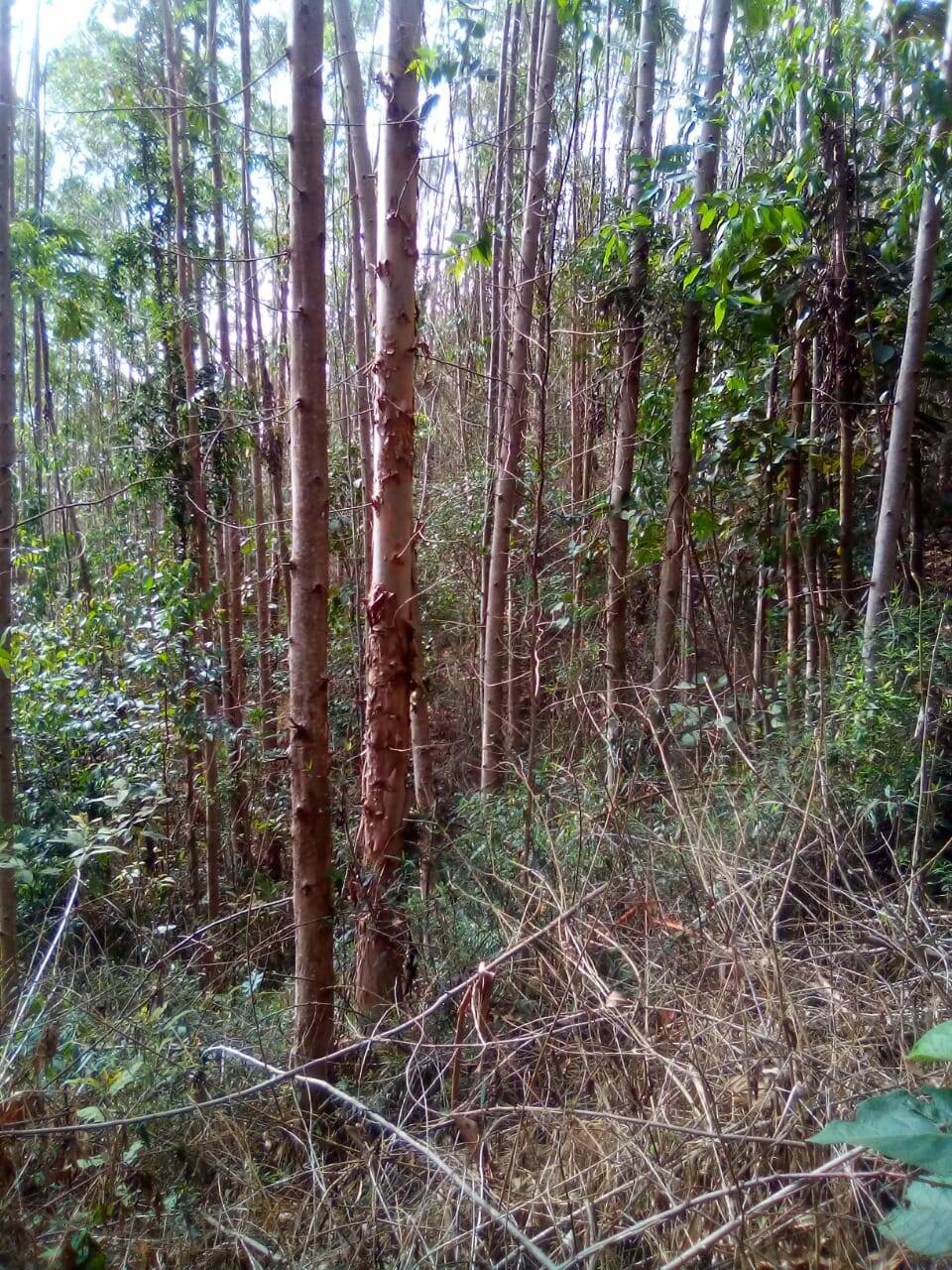 Fazenda em Jacareí/São Paulo — Ref F0ZG69 — Imagem 5