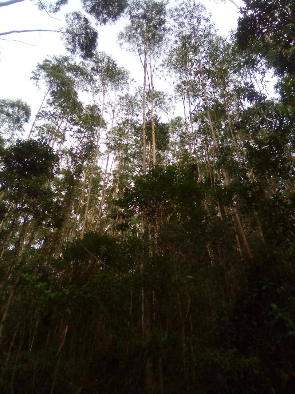 Fazenda em Jacareí/São Paulo — Ref F0ZG69 — Imagem 6