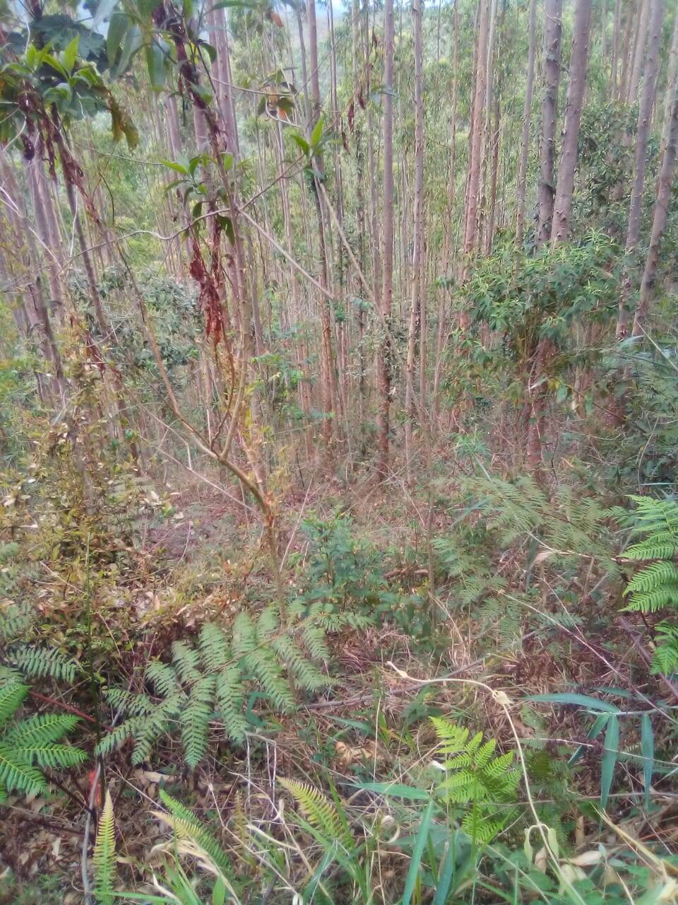 Fazenda em Jacareí/São Paulo — Ref F0ZG69 — Imagem 7