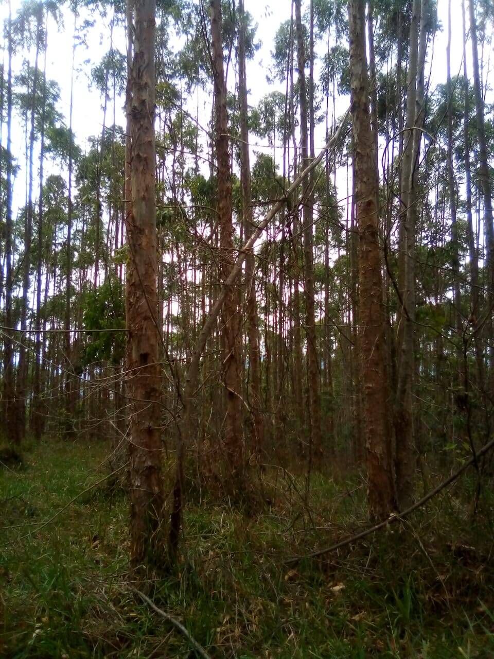 Fazenda em Jacareí/São Paulo — Ref F0ZG69 — Imagem 8