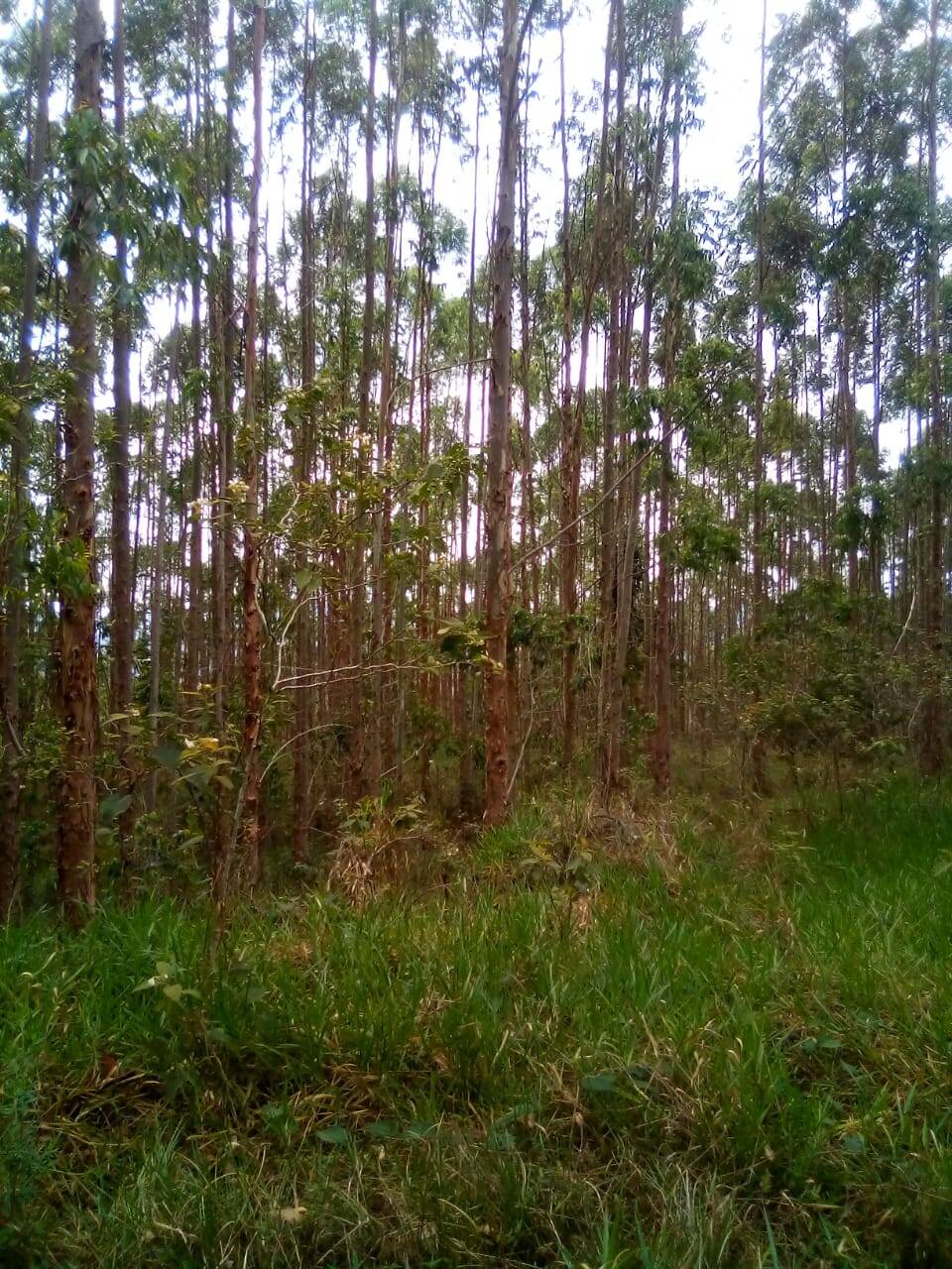 Fazenda em Jacareí/São Paulo — Ref F0ZG69 — Imagem 3