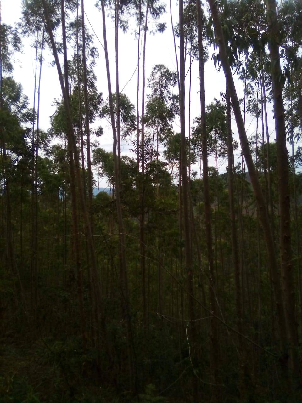 Fazenda em Jacareí/São Paulo — Ref F0ZG69 — Imagem 10