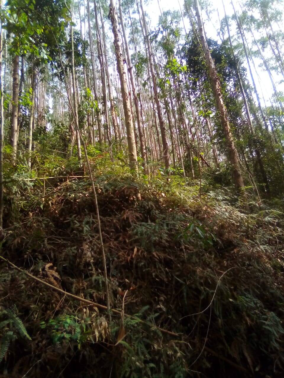 Fazenda em Jacareí/São Paulo — Ref F0ZG69 — Imagem 12