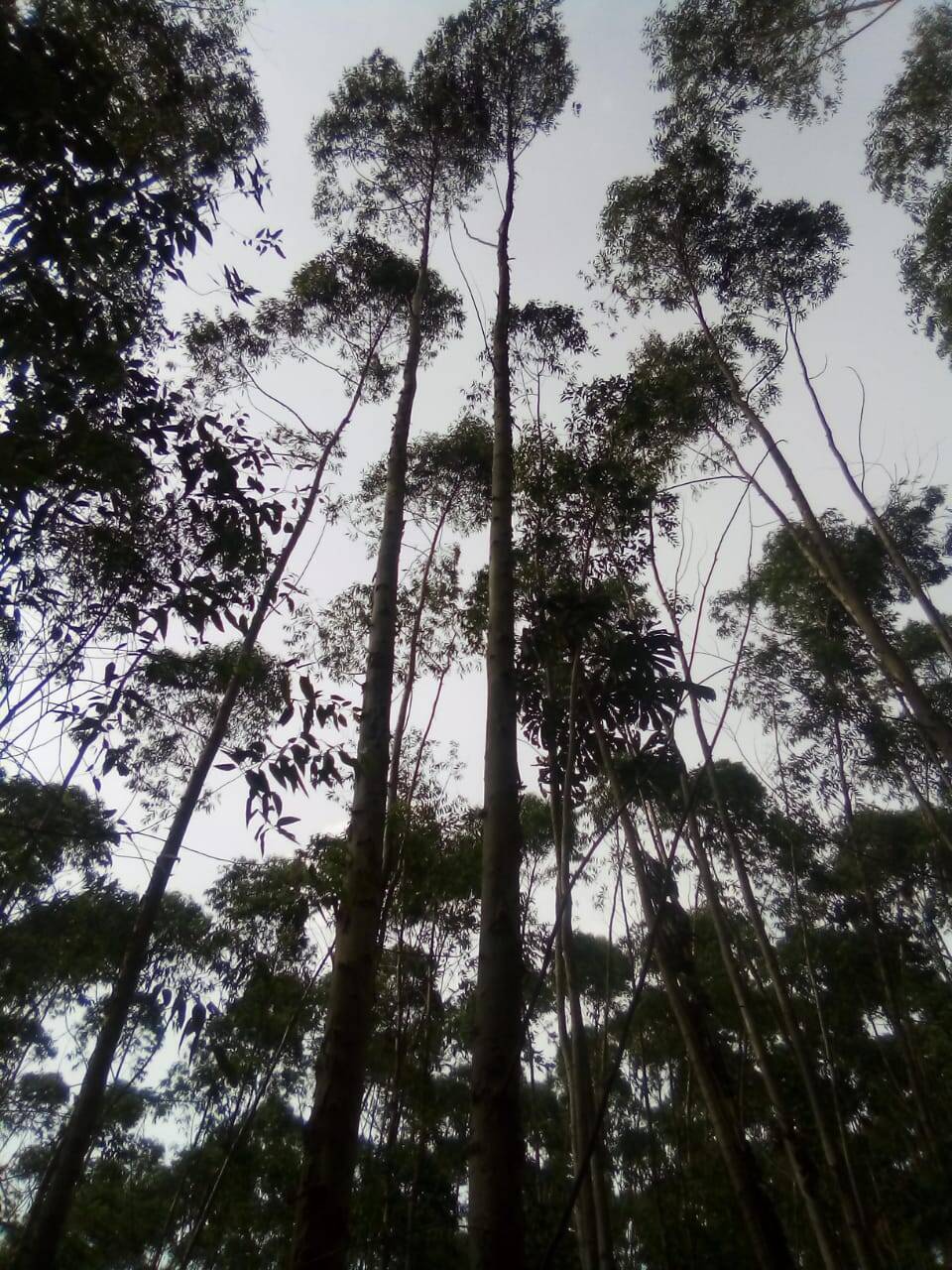 Fazenda em Jacareí/São Paulo — Ref F0ZG69 — Imagem 14