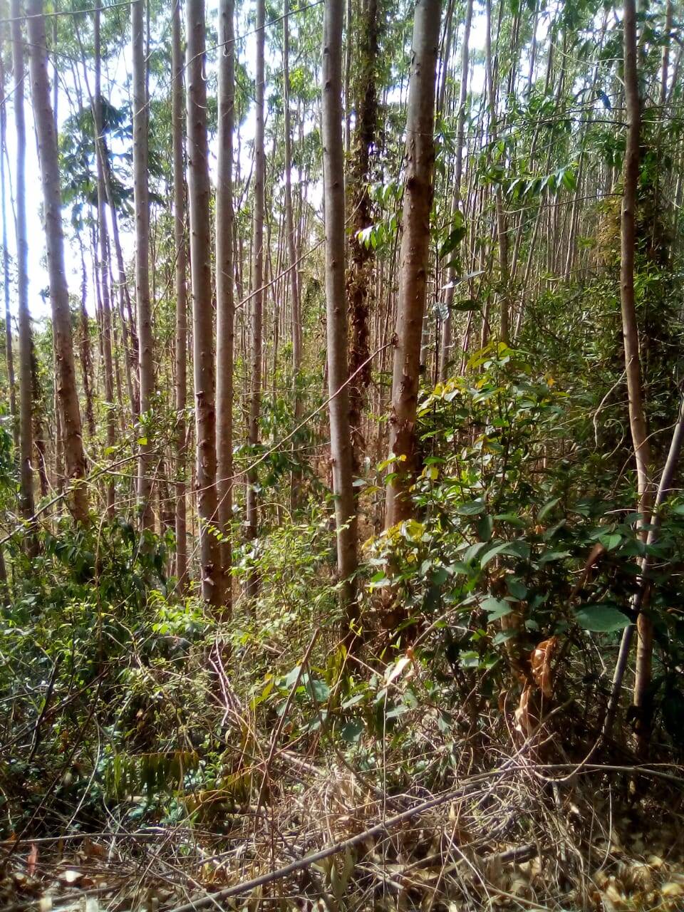 Fazenda em Jacareí/São Paulo — Ref F0ZG69 — Imagem 18