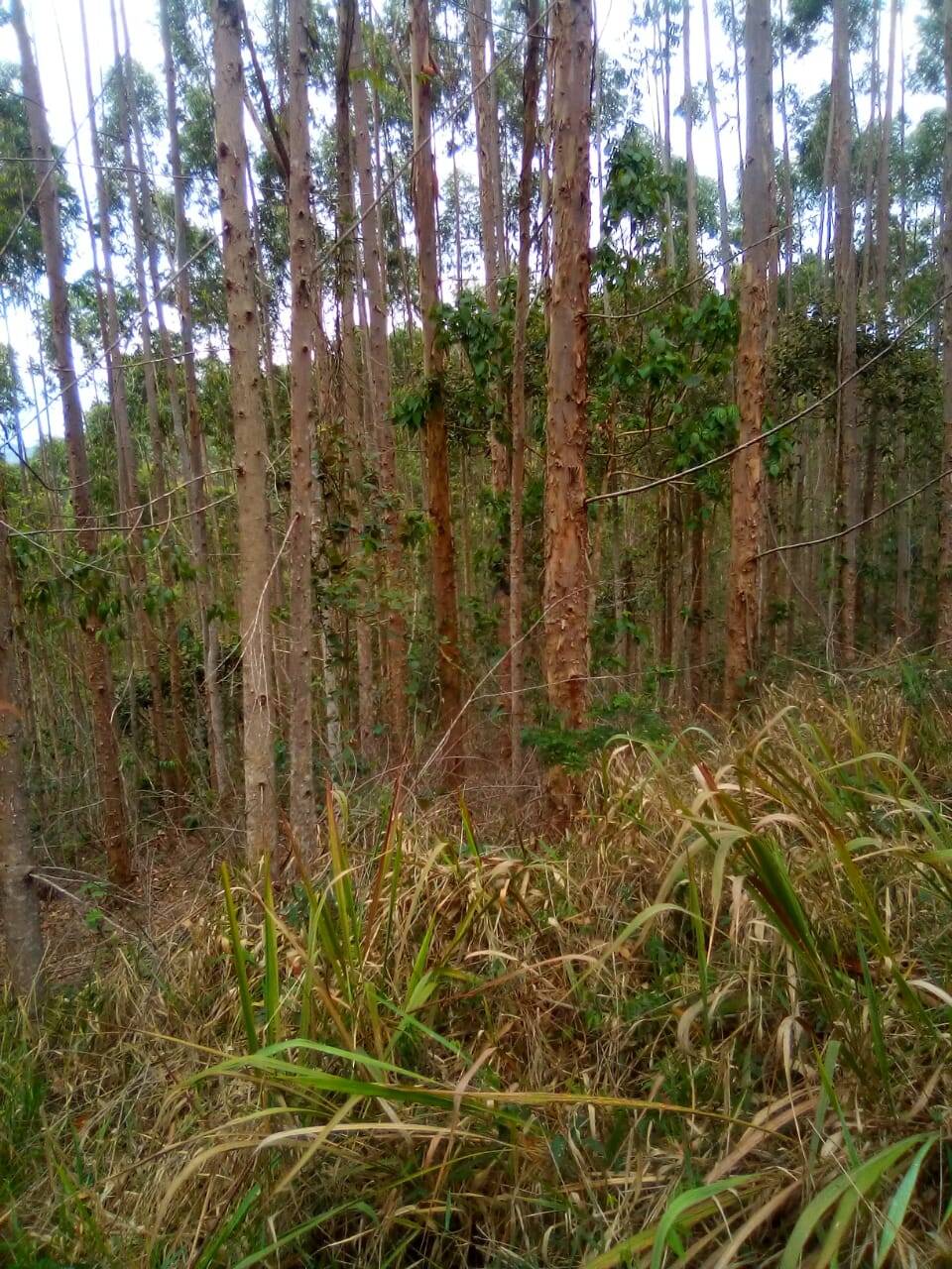 Fazenda em Jacareí/São Paulo — Ref F0ZG69 — Imagem 20