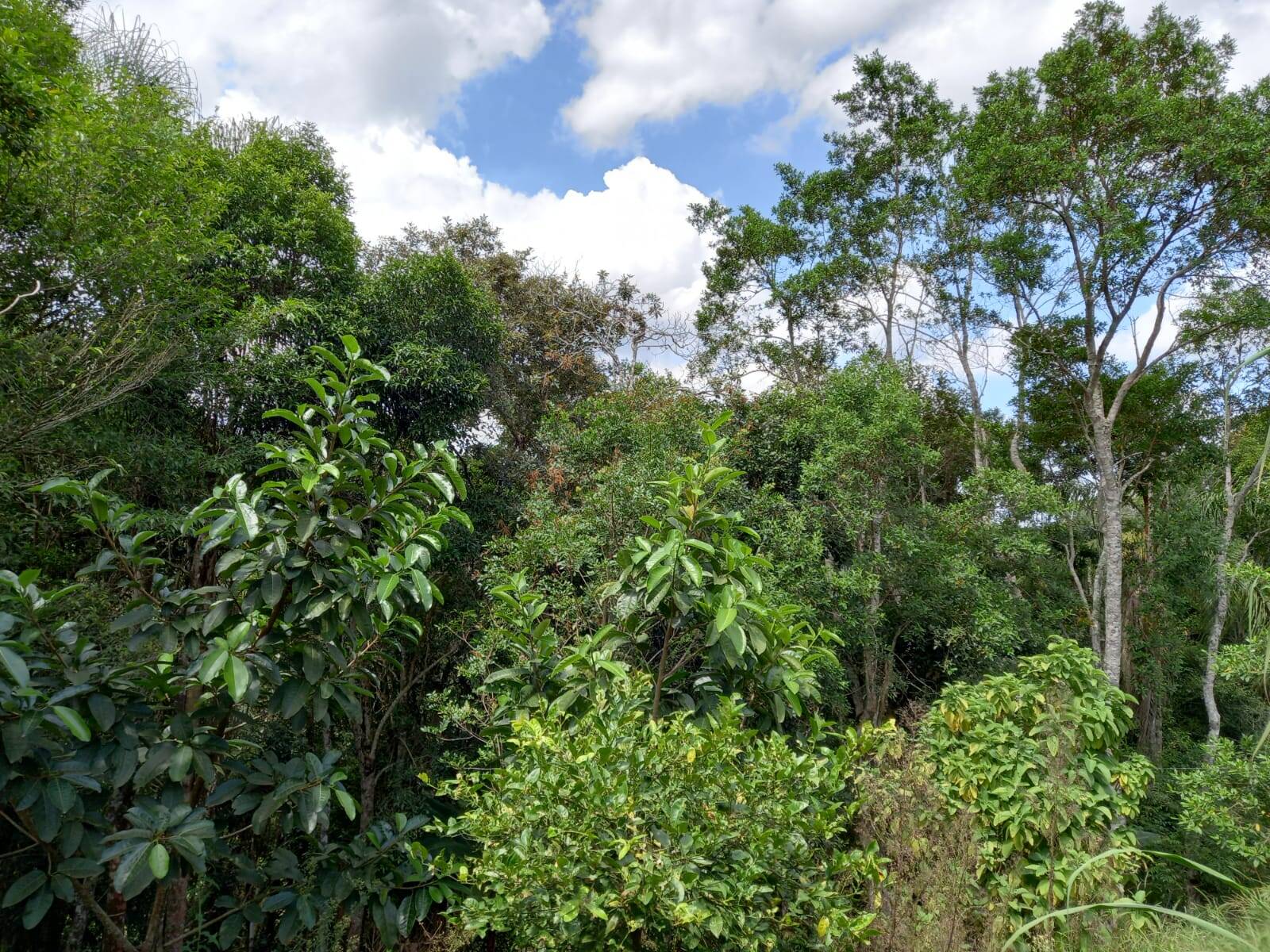 Chácara em Cotia/São Paulo — Ref MLKVQ6 — Imagem 42