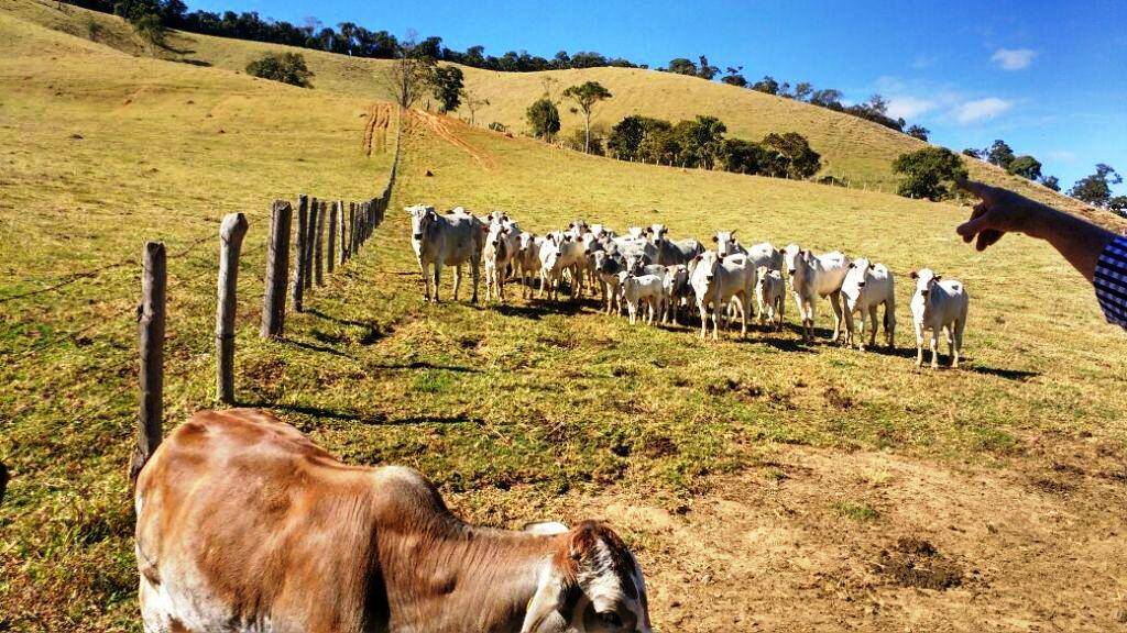 #1672 - Fazenda para Venda em Cambuí - MG