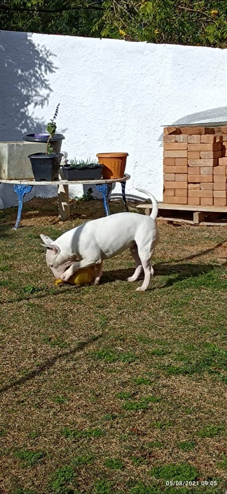 Chácara em Mairiporã/São Paulo — Ref TR1GO0 — Imagem 19