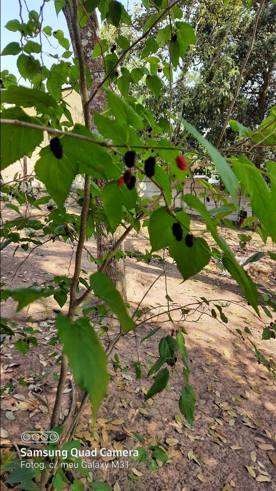 Chácara em Atibaia/São Paulo — Ref ONAEF1 — Imagem 5