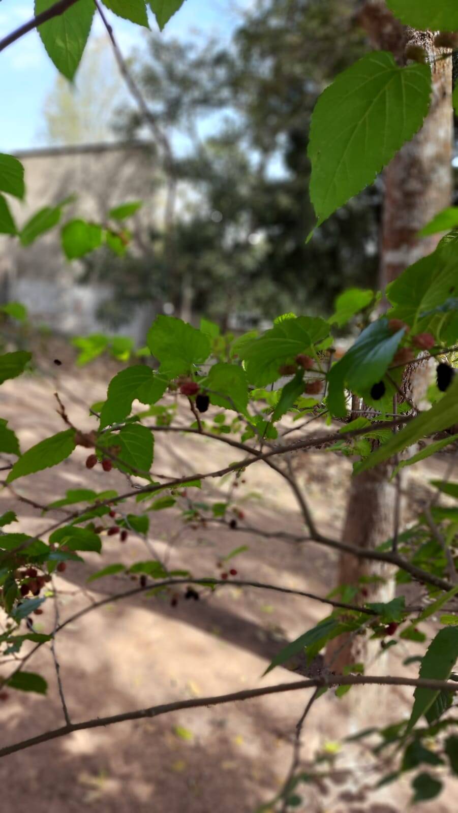 Chácara em Atibaia/São Paulo — Ref ONAEF1 — Imagem 12