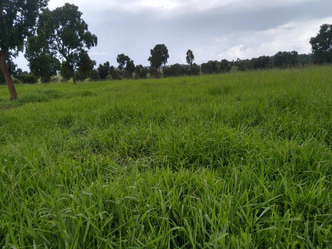 Fazenda em Inocência/Mato Grosso do Sul — Ref E9LL6X — Imagem 1