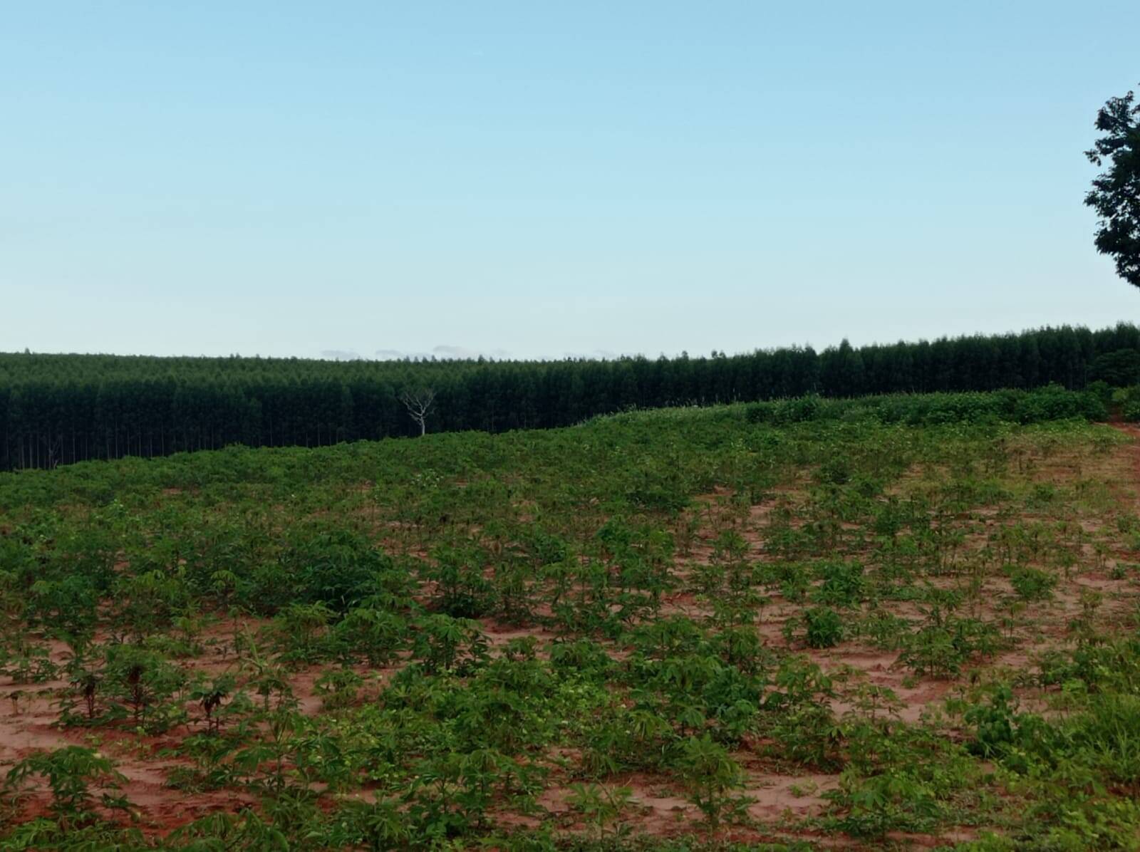 Fazenda em Avaí/São Paulo — Ref PXFOOA — Imagem 7