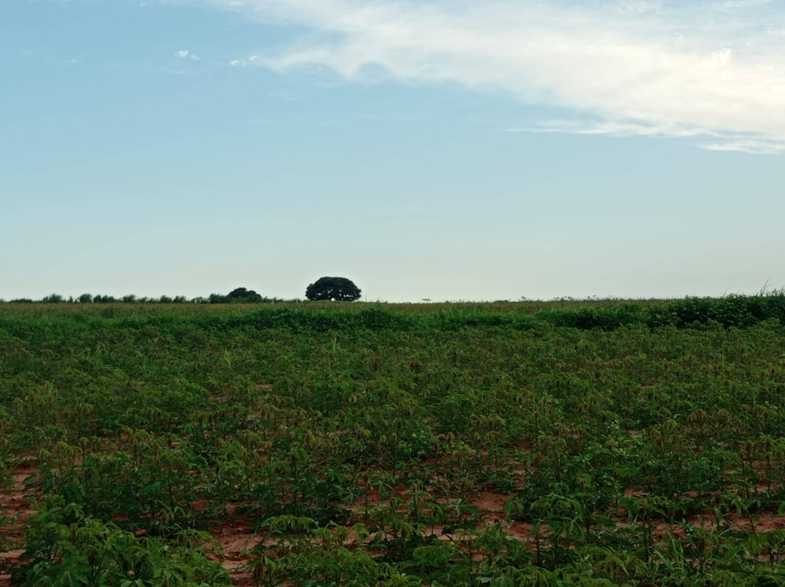 Fazenda em Avaí/São Paulo — Ref PXFOOA — Imagem 20