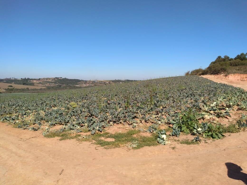 Fazenda em Toledo/Minas Gerais — Ref SP8UJJ — Imagem 14