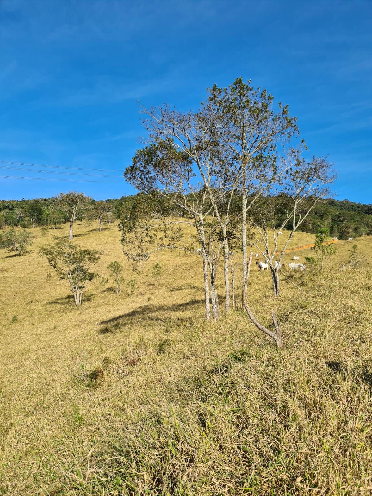 Fazenda em Igaratá/São Paulo — Ref HAW16Q — Imagem 2