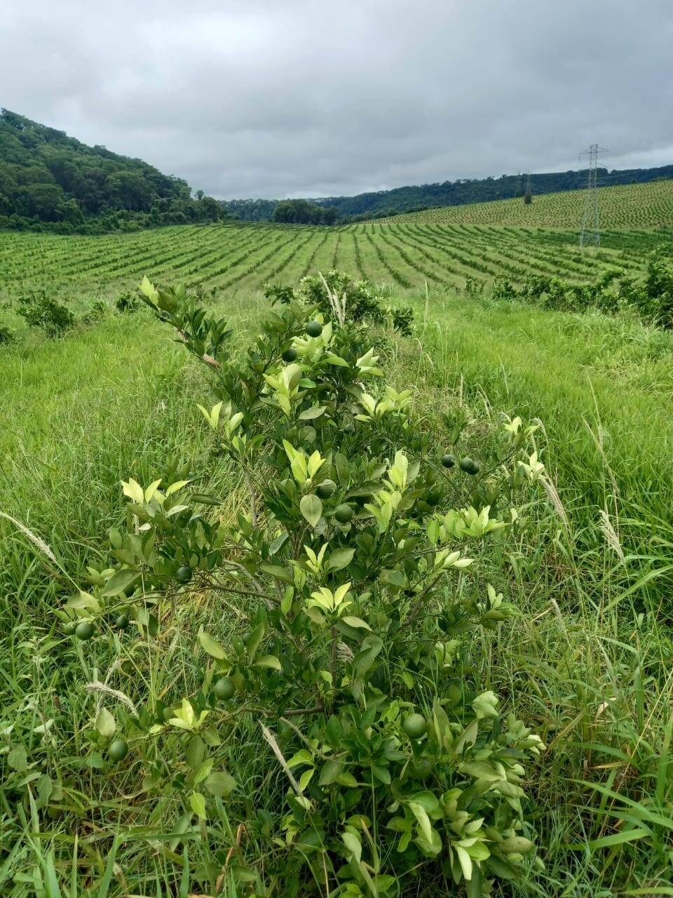 #2381 - Fazenda para Venda em Ribeirão Bonito - SP