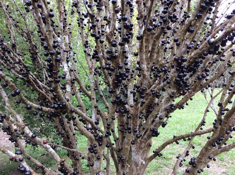 #2390 - Chácara para Venda em Extrema - MG