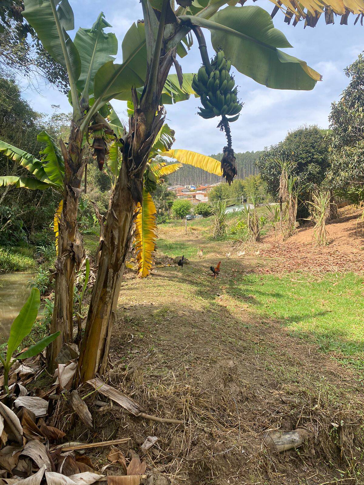 Chácara em Joanópolis/São Paulo — Ref V73DX6 — Imagem 21