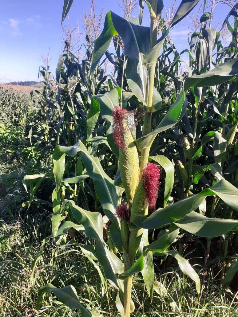 Fazenda em Careaçu/Minas Gerais — Ref 2CJL1K — Imagem 21