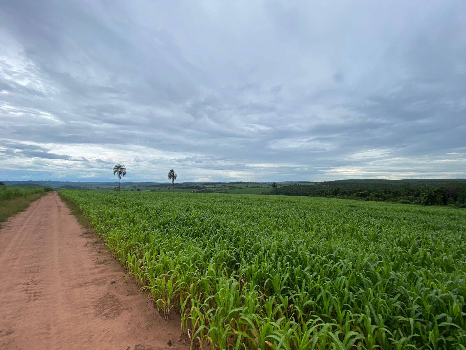 #1767 - Fazenda para Venda em Tambaú - SP