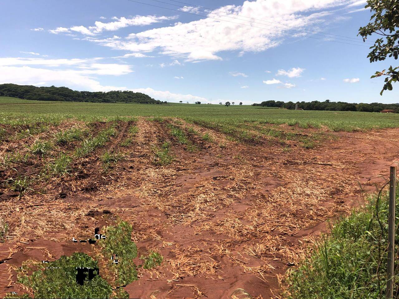 #2428 - Fazenda para Venda em Cravinhos - SP