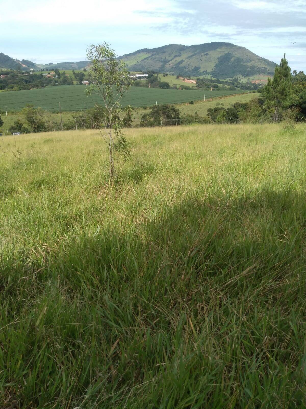 #1795 - Área para Venda em Vargem - SP