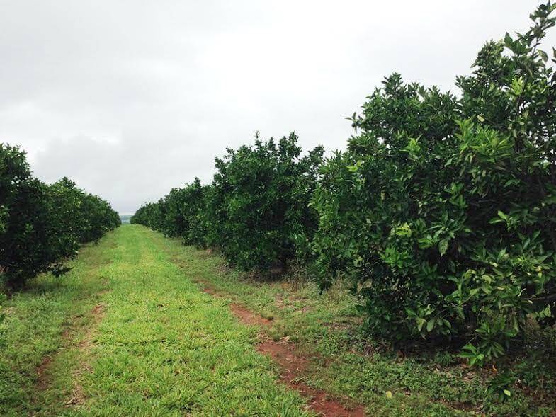 Fazenda em Águas de Santa Bárbara/São Paulo — Ref UQRCUK — Imagem 2