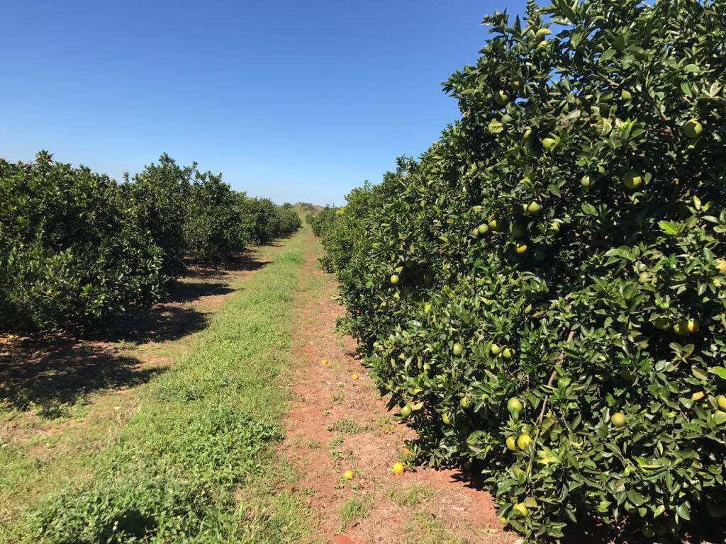 Fazenda em Águas de Santa Bárbara/São Paulo — Ref UQRCUK — Imagem 19