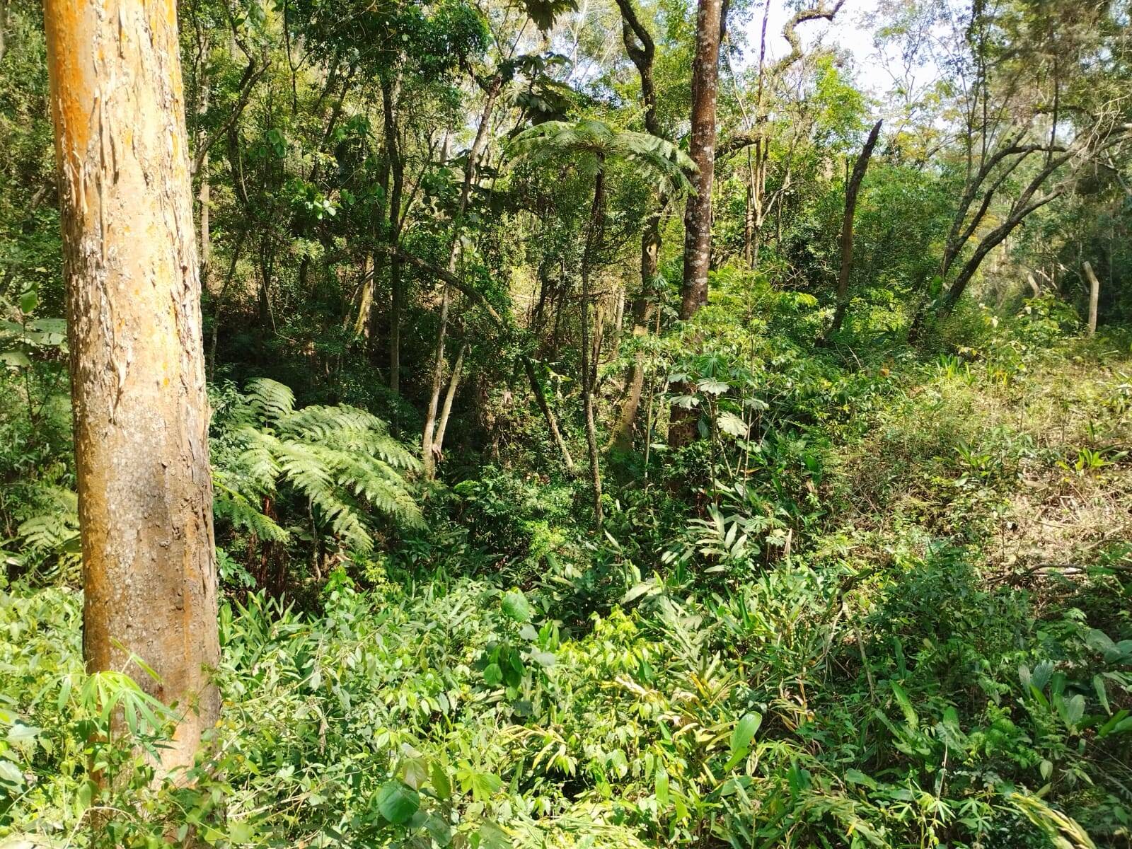 Sítio em Piracaia/São Paulo — Ref PXZ04Q — Imagem 13