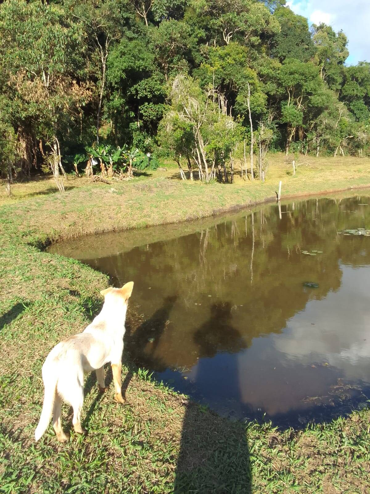 #1542 - Sítio para Venda em Pedra Bela - SP