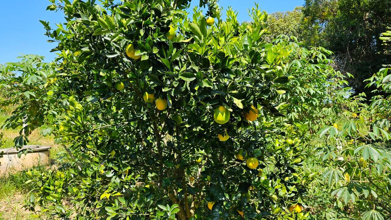 Chácara em Pedra Bela/São Paulo — Ref 0BVY1I — Imagem 7