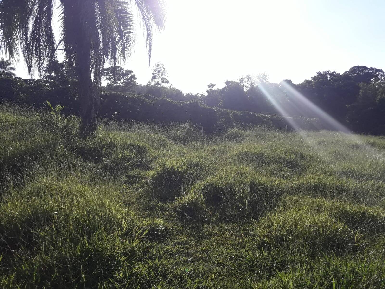 Sítio em São Tomás de Aquino/Minas Gerais — Ref UPHZDS — Imagem 7