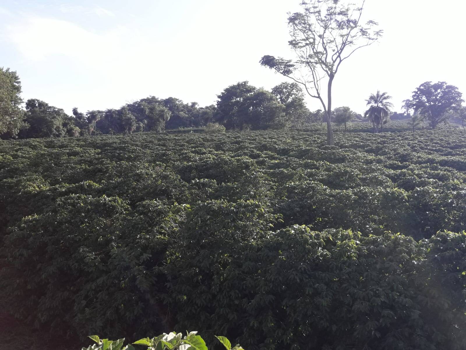 Sítio em São Tomás de Aquino/Minas Gerais — Ref UPHZDS — Imagem 16