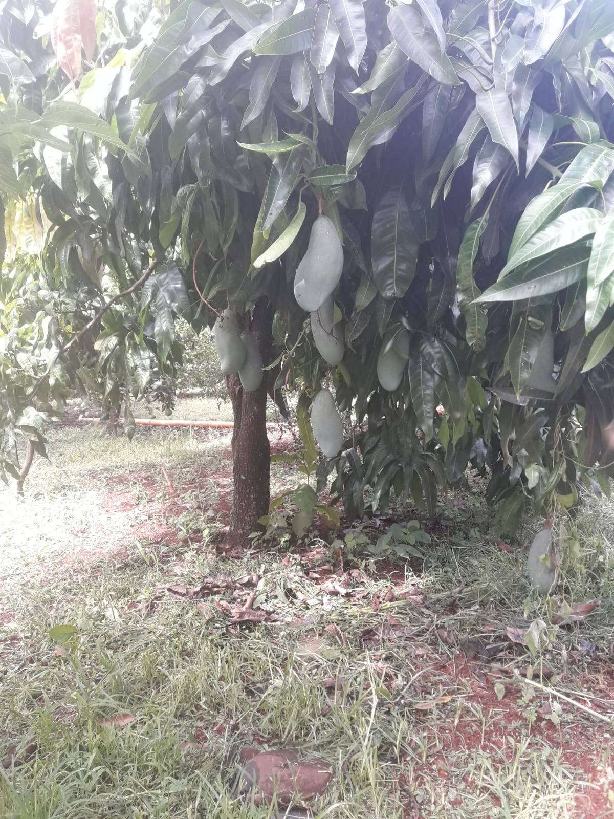 Sítio em São Tomás de Aquino/Minas Gerais — Ref UPHZDS — Imagem 47