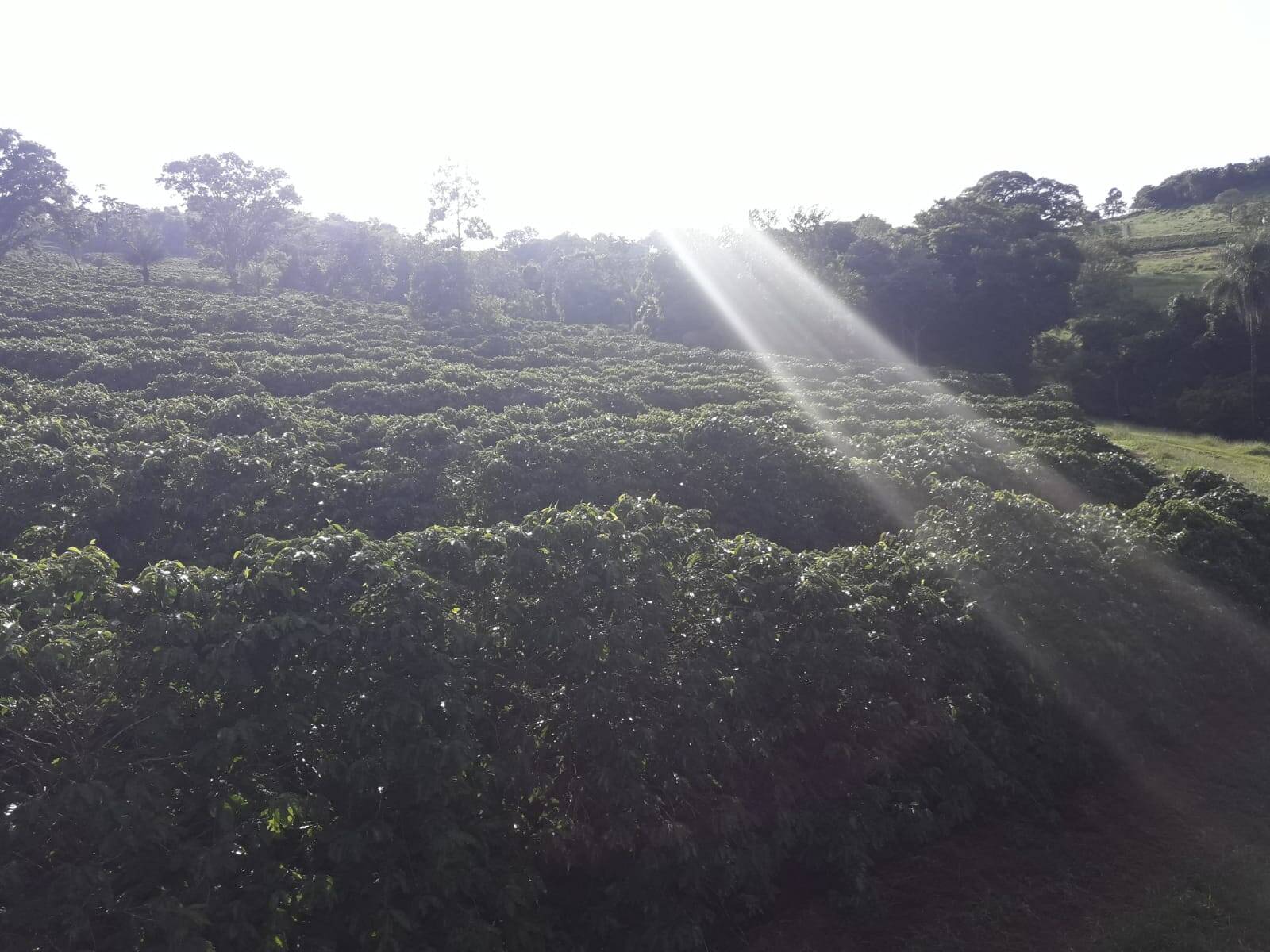 Sítio em São Tomás de Aquino/Minas Gerais — Ref UPHZDS — Imagem 58