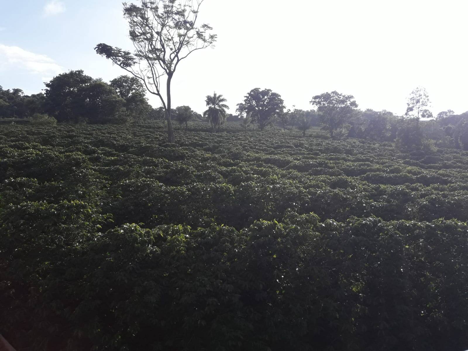 Sítio em São Tomás de Aquino/Minas Gerais — Ref UPHZDS — Imagem 61