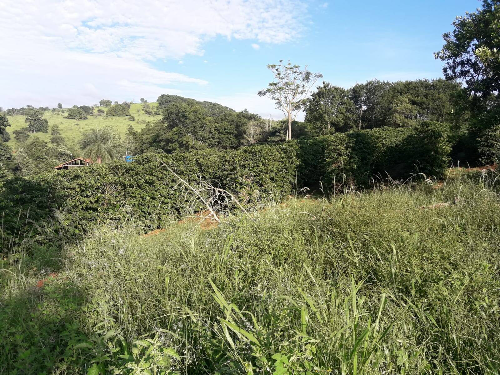 Sítio em São Tomás de Aquino/Minas Gerais — Ref UPHZDS — Imagem 68