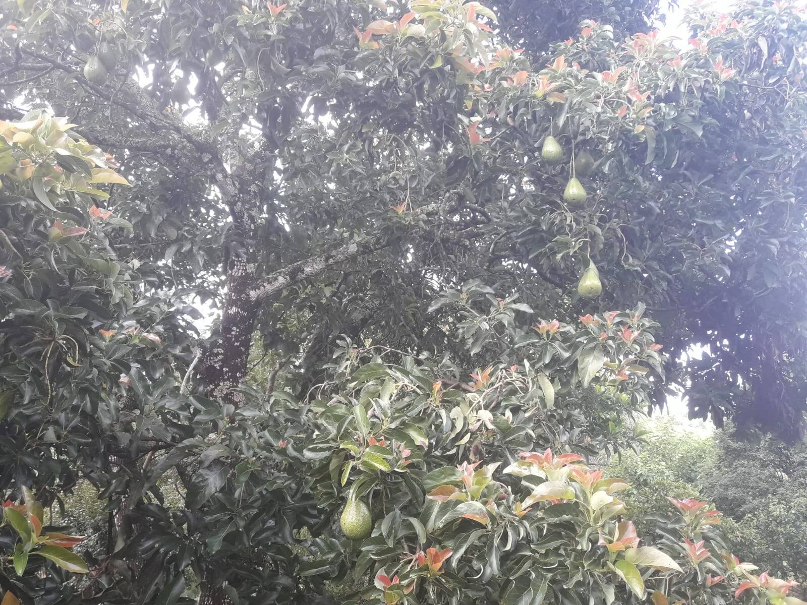 Sítio em São Tomás de Aquino/Minas Gerais — Ref UPHZDS — Imagem 82
